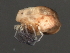  (Piona sp0934A - CNC-IMS090034.013)  @15 [ ] CreativeCommons - Attribution (2010) Unspecified Centre for Biodiversity Genomics