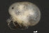  (Piona sp0934B - CNC-IMS090034.015)  @13 [ ] CreativeCommons - Attribution (2010) Unspecified Centre for Biodiversity Genomics