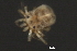  (Piona sp0934C - CNC-IMS090034.017)  @12 [ ] CreativeCommons - Attribution (2010) Unspecified Centre for Biodiversity Genomics