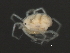  (Tiphys sp0934A - CNC-IMS090034.021)  @14 [ ] CreativeCommons - Attribution (2010) Unspecified Centre for Biodiversity Genomics