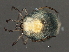  ( - CNC-IMS090034.033)  @11 [ ] CreativeCommons - Attribution (2010) Unspecified Centre for Biodiversity Genomics