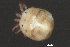  (Tiphys sp0935A - CNC-IMS090035.016)  @14 [ ] CreativeCommons - Attribution (2010) Unspecified Centre for Biodiversity Genomics