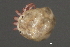  (Piona sp0935A - CNC-IMS090035.019)  @13 [ ] CreativeCommons - Attribution (2010) Unspecified Centre for Biodiversity Genomics