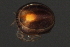  ( - CNC-IMS090035.024)  @12 [ ] CreativeCommons - Attribution (2010) Unspecified Centre for Biodiversity Genomics