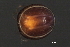  ( - CNC-IMS090035.025)  @11 [ ] CreativeCommons - Attribution (2010) Unspecified Centre for Biodiversity Genomics