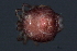  ( - CNC-IMS090035.032)  @11 [ ] CreativeCommons - Attribution (2010) Unspecified Centre for Biodiversity Genomics