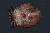  ( - CNC-IMS090035.033)  @11 [ ] CreativeCommons - Attribution (2010) Unspecified Centre for Biodiversity Genomics