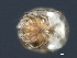  ( - CNC-IMS090036A.003)  @13 [ ] CreativeCommons - Attribution (2010) Unspecified Centre for Biodiversity Genomics