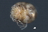  ( - CNC-IMS090036A.005)  @12 [ ] CreativeCommons - Attribution (2010) Unspecified Centre for Biodiversity Genomics