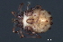 ( - CNC-IMS090036A.006)  @13 [ ] CreativeCommons - Attribution (2010) Unspecified Centre for Biodiversity Genomics