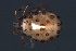  (Sperchonopsis sp0936AA - CNC-IMS090036A.006)  @14 [ ] CreativeCommons - Attribution (2010) Unspecified Centre for Biodiversity Genomics