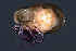  (Pionidae - CNC-IMS090036B.008)  @16 [ ] CreativeCommons - Attribution (2010) Unspecified Centre for Biodiversity Genomics