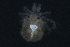  (Pionacercus - CNC-IMS090037.006)  @13 [ ] CreativeCommons - Attribution (2010) Unspecified Centre for Biodiversity Genomics
