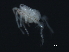  (Tiphys sp0937A - CNC-IMS090037.010)  @12 [ ] CreativeCommons - Attribution (2010) Unspecified Centre for Biodiversity Genomics