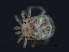  (Piona sp0937A - CNC-IMS090037.012)  @14 [ ] CreativeCommons - Attribution (2010) Unspecified Centre for Biodiversity Genomics