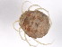  (Eylaidae - MIXMIT-018)  @15 [ ] CreativeCommons - Attribution (2008) Unspecified Centre for Biodiversity Genomics
