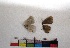  (Catochrysops taitensis - CB_PPBS02)  @12 [ ] National University of Samoa (2016) Claudia Bruschini National University of Samoa