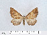  ( - BC-MNHN0711)  @11 [ ] Copyright (2020) Rodolphe Rougerie Museum national d'Histoire naturelle