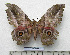  (Bunaeinae - BC-MN0221)  @11 [ ] CC-By (2025) Mike Newport Research collection of Mike Newport