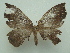  ( - PA2016-CLV126)  @13 [ ] CreativeCommons - Attribution Share-Alike (2018) Unspecified Museum National d'Histoire Naturelle, Paris