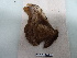  ( - BC-MNHN-LEP00535)  @11 [ ] Copyright (2019) Rodolphe Rougerie Museum national d'Histoire naturelle
