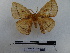  ( - BC-MNHN-LEP00587)  @11 [ ] Copyright (2019) Rodolphe Rougerie Museum national d'Histoire naturelle