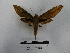  ( - BC-MNHN-LEP00669)  @12 [ ] Copyright (2019) Rodolphe Rougerie Museum national d'Histoire naturelle