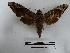  ( - BC-MNHN-LEP00677)  @11 [ ] Copyright (2019) Rodolphe Rougerie Museum national d'Histoire naturelle