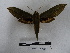  ( - BC-MNHN-LEP00681)  @13 [ ] Copyright (2019) Rodolphe Rougerie Museum national d'Histoire naturelle