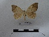  ( - BC-MNHN-LEP00800)  @11 [ ] Copyright (2019) Rodolphe Rougerie Museum national d'Histoire naturelle