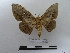  ( - BC-MNHN-LEP00808)  @11 [ ] Copyright (2019) Rodolphe Rougerie Museum national d'Histoire naturelle