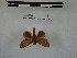  ( - BC-MNHN-LEP00840)  @11 [ ] Copyright (2019) Rodolphe Rougerie Museum national d'Histoire naturelle