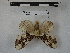  ( - BC-MNHN-LEP00861)  @11 [ ] Copyright (2019) Rodolphe Rougerie Museum national d'Histoire naturelle