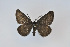  (Sciadia horridaria - BC-MNHN0708)  @11 [ ] Copyright (2020) Unspecified Research Collection of Claude Colomb