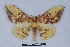  ( - BC-MNHN0332)  @14 [ ] Copyright (2011) Rodolphe Rougerie Research Collection of Rodolphe Rougerie