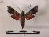  ( - BC-MNHN-Lep01156)  @11 [ ] Creative common (2021) Rodolphe Rougerie Museum national d'Histoire naturelle