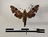  ( - BC-MNHN-Lep01165)  @11 [ ] Creative common (2021) Rodolphe Rougerie Museum national d'Histoire naturelle