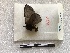  ( - 2CO-1297)  @12 [ ] Copyright (2017) Rodolphe Rougerie Museum national d'Histoire naturelle, Paris
