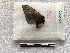  ( - 2CO-1368)  @12 [ ] Copyright (2017) Rodolphe Rougerie Museum national d'Histoire naturelle, Paris