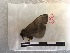  ( - 2CO-1368)  @12 [ ] Copyright (2017) Rodolphe Rougerie Museum national d'Histoire naturelle, Paris