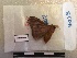  ( - RROU00444)  @12 [ ] Copyright (2017) Rodolphe Rougerie Museum national d'Histoire naturelle, Paris