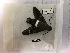 ( - RROU00459)  @12 [ ] Copyright (2017) Rodolphe Rougerie Museum national d'Histoire naturelle, Paris