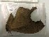  ( - RROU00486)  @11 [ ] Copyright (2017) Rodolphe Rougerie Museum national d'Histoire naturelle, Paris