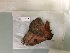  ( - RROU00490)  @12 [ ] Copyright (2017) Rodolphe Rougerie Museum national d'Histoire naturelle, Paris