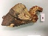  ( - RROU00529)  @12 [ ] Copyright (2017) Rodolphe Rougerie Museum national d'Histoire naturelle, Paris
