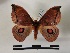  ( - BC-MNHN-Lep01053)  @11 [ ] Creative common (2021) Rodolphe Rougerie Museum national d'Histoire naturelle