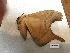  ( - RROU00820)  @11 [ ] Creative Common (2018) Rodolphe Rougerie Museum national d'Histoire Naturelle, Paris