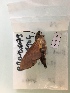  ( - RROU01104)  @12 [ ] CreativeCommons - Attribution (2018) Rodolphe Rougerie Museum national d'Histoire Naturelle, Paris