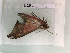  ( - BC-MNHN-LEP00302)  @12 [ ] CreativeCommons - Attribution (2018) Rodolphe Rougerie Museum national d'Histoire Naturelle, Paris