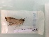  ( - BC-MNHN-LEP00323)  @11 [ ] CreativeCommons - Attribution (2018) Rodolphe Rougerie Museum national d'Histoire Naturelle, Paris